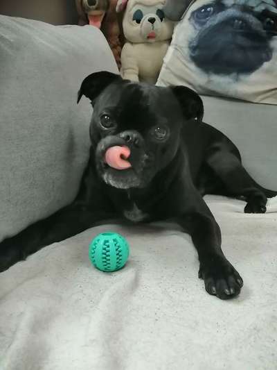 Zeige das lustigste Bild eures Hundis-Beitrag-Bild