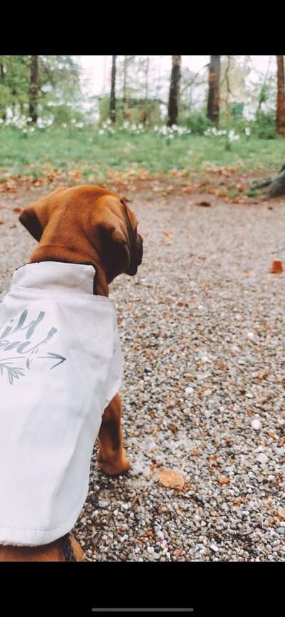 Hundetreffen-Hallo zusammen, Wir würden uns sehr über Gesellschaft bei unseren Gassi Runden freuen.-Bild