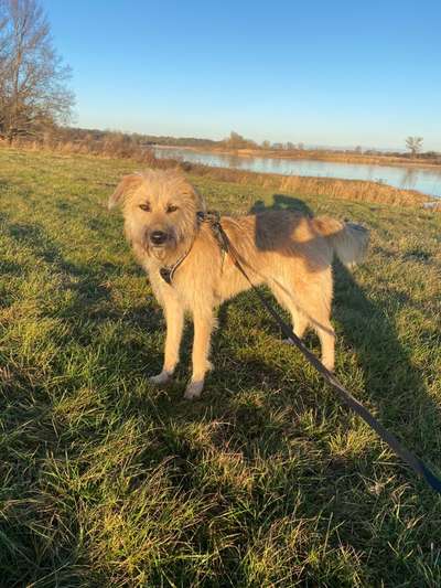 grumpy dog 😅-Beitrag-Bild