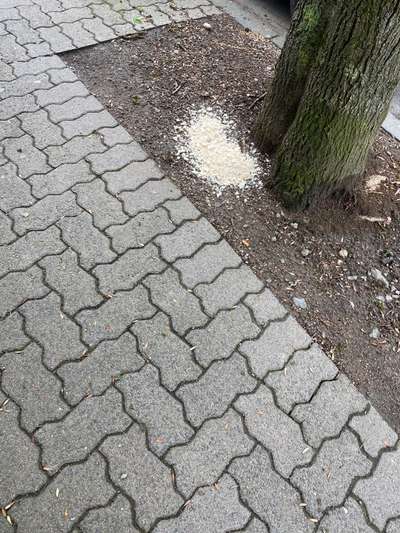 Giftköder-Weißes Zeug-Bild