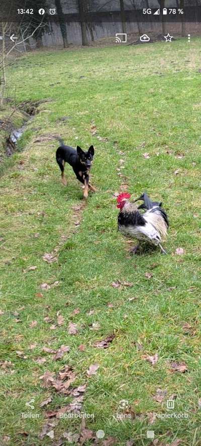 Australian Kelpie-Beitrag-Bild