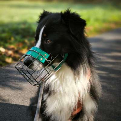 %{de_profession_title} Hundepension %{location} – Dogorama