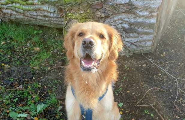 Golden Retriever-Beitrag-Bild