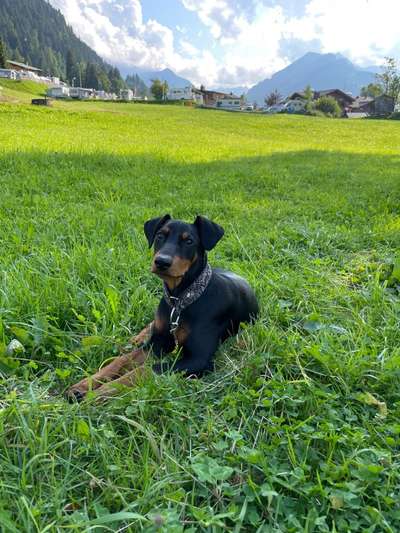 Die Dogorama Kalender Challenge Titelbild-Beitrag-Bild