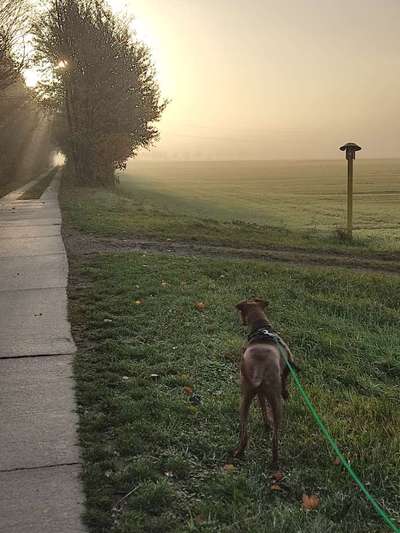 Hundeauslaufgebiet-Marschbahndamm zwischen Fünfhausen und Ochsenwerder-Bild