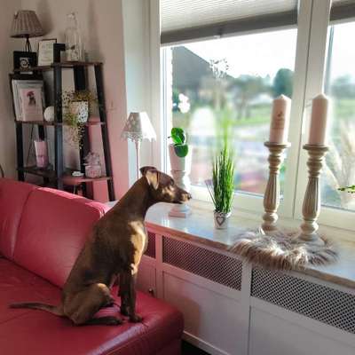 Liebhaber des Deutschen Pinscher gesucht.-Beitrag-Bild