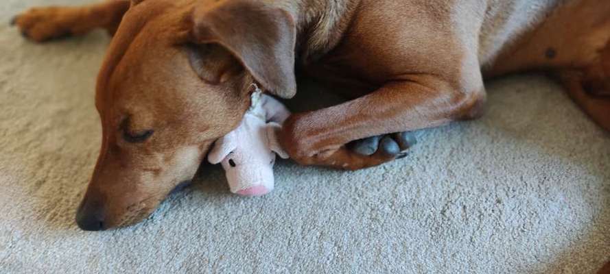 Liebhaber des Deutschen Pinscher gesucht.-Beitrag-Bild