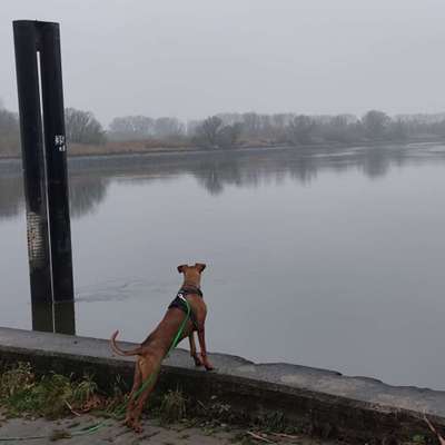 Die wunderschöne Welt mit Hund.-Beitrag-Bild