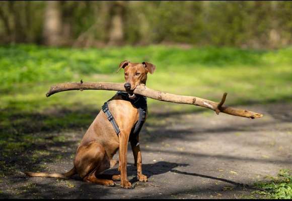 Liebhaber des Deutschen Pinscher gesucht.-Beitrag-Bild