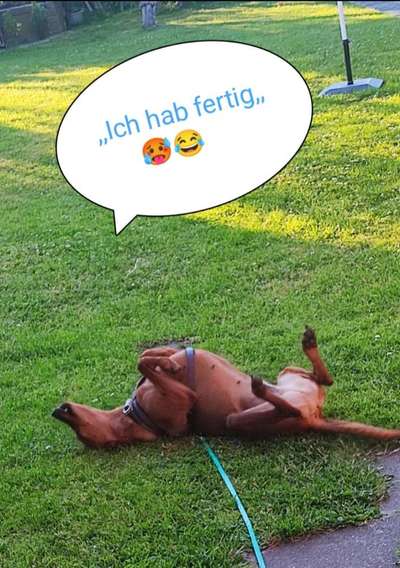 Liebhaber des Deutschen Pinscher gesucht.-Beitrag-Bild