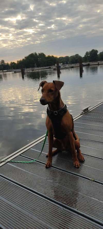 Gibt es noch weitere Rehpinscher oder Pinscher hier?-Beitrag-Bild