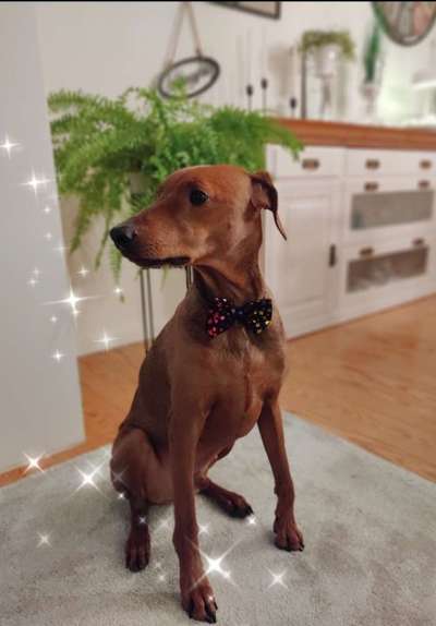Liebhaber des Deutschen Pinscher gesucht.-Beitrag-Bild