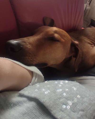 Liebhaber des Deutschen Pinscher gesucht.-Beitrag-Bild