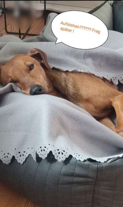 Liebhaber des Deutschen Pinscher gesucht.-Beitrag-Bild