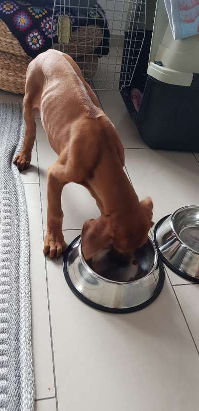 Rhodesian Ridgeback-Beitrag-Bild