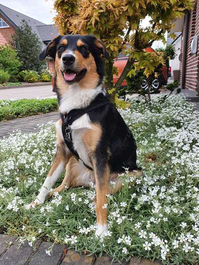 Die Dogorama Monats Challenge "Es grünt und blüht"-Beitrag-Bild