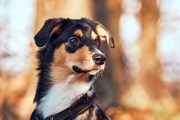 Die Dogorama Kalender Challenge Titelbild-Beitrag-Bild