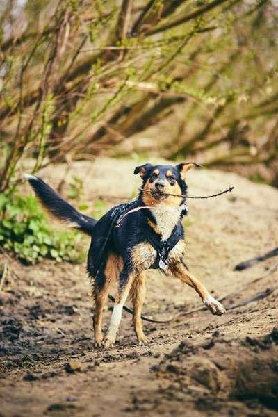 Die Dogorama Kalender Challenge 4/4-Beitrag-Bild