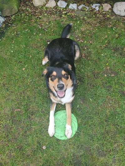 Dogorama Photo Challenge - Hundeblick zum hinschmelzen-Beitrag-Bild