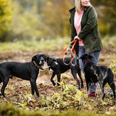 Hundeschulen-Glückliche Hundepfoten by Catrin Hendl-Bild