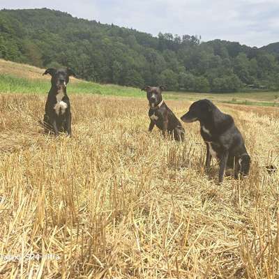 Hundeschule Glückliche Hundepfoten by Catrin Hendl in Schnaittach  – Dogorama