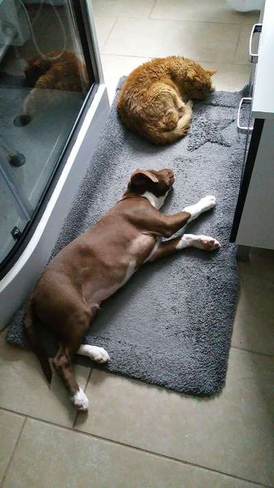 Hund und Katz Momente-Beitrag-Bild