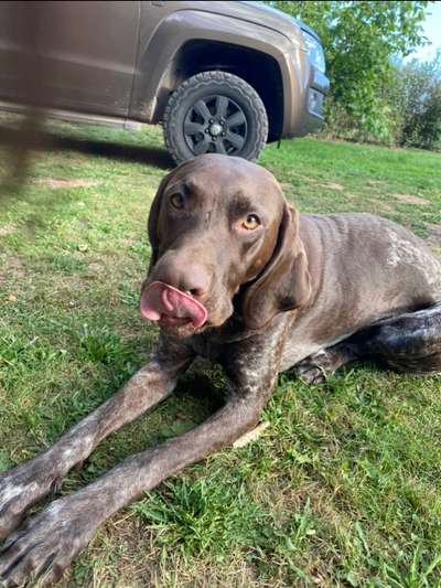 Sind hier Deutsch Kurzhaar/ Jagdhunde?-Beitrag-Bild