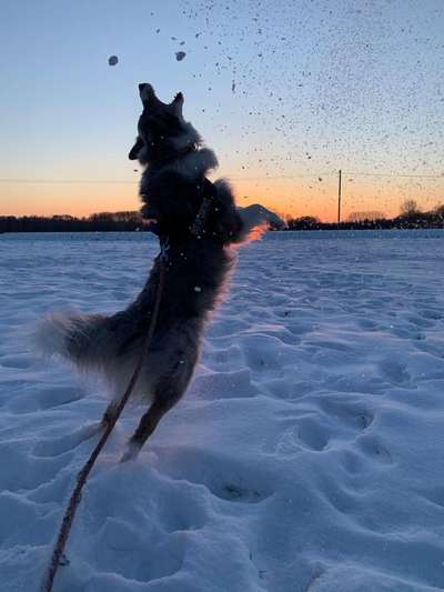 Fotochallenge 61 ~ Schnee-Beitrag-Bild