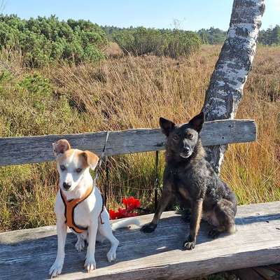 Hundetreffen-Gassitreffen-Profilbild