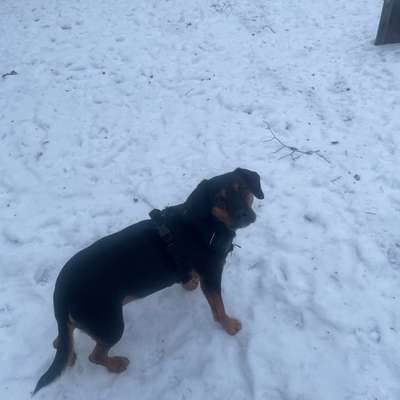 Hundetreffen-Gassi Runden/hundespielplatz-Bild