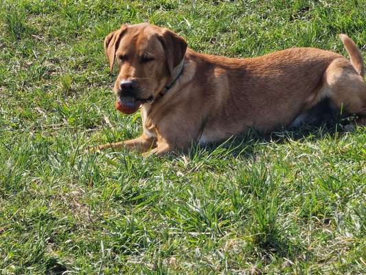 Hundetreffen-Einfach mal treffen spielen Austausch-Bild