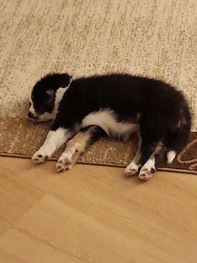 Welpenfotos-Beitrag-Bild