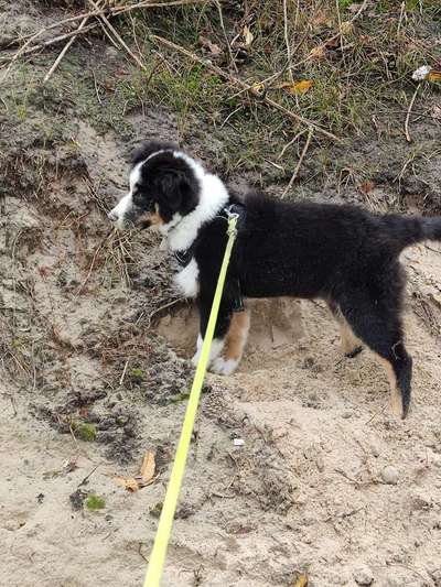 Dogorama Photo Challenge- Wurzeln-Beitrag-Bild