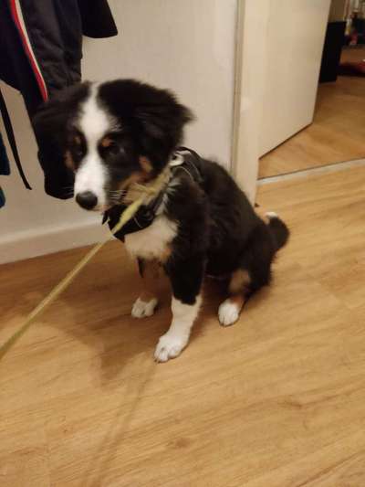 Welpenfotos-Beitrag-Bild