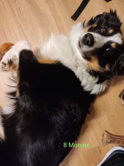 Welche Hunderasse-Beitrag-Bild