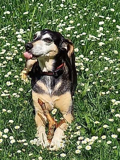 Die Dogorama Monats Challenge "Es grünt und blüht"-Beitrag-Bild