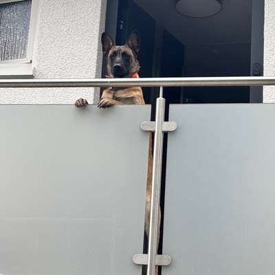 Hundetreffen-🐾 Liebevolle Betreuung für unsere Sky gesucht 🐾-Bild