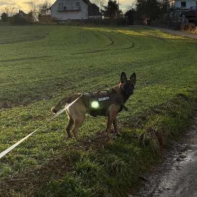 Hundetreffen-🐾 Spiel- und Spazierpartner für unsere Sky gesucht 🐾-Bild