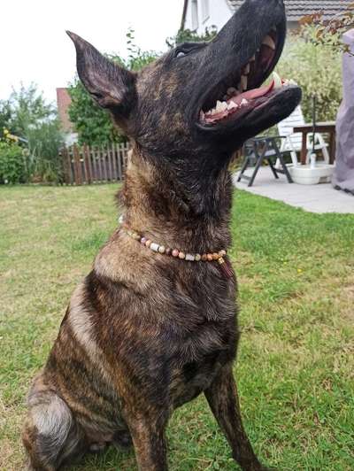 Fotochallenge No. 26                                     Wald und Wiese-Beitrag-Bild