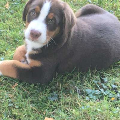 Hundetreffen-Swissydog (15 Wochen) sucht Welpen und Junghunde zum Kennenlernen, spielen und Gassigehen-Profilbild