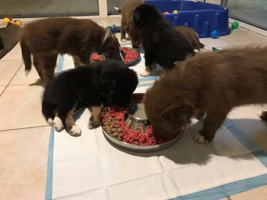 Welpen Bilder !-Beitrag-Bild