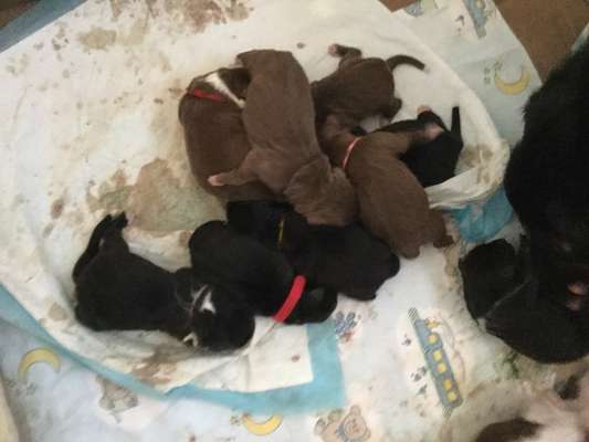 Welpen Bilder !-Beitrag-Bild