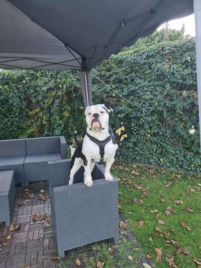 Olde English Bulldogge-Beitrag-Bild