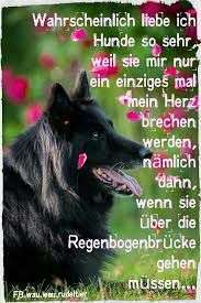 Regenbogenbrücke-Beitrag-Bild