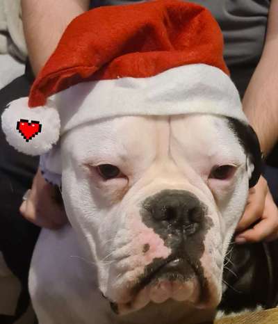 Challenge Nr. 8  Dein Hund im Weihnachtslook-Beitrag-Bild