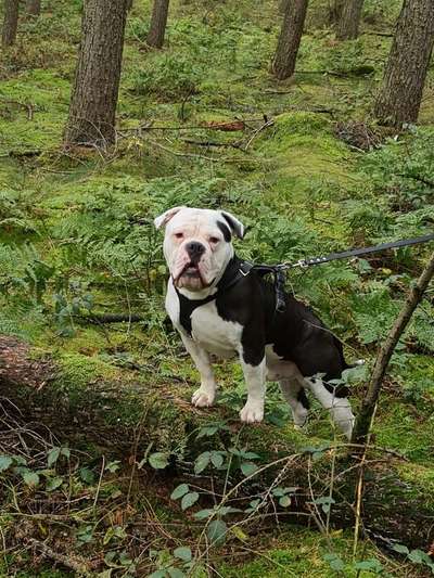 Fotochallenge No. 26                                     Wald und Wiese-Beitrag-Bild