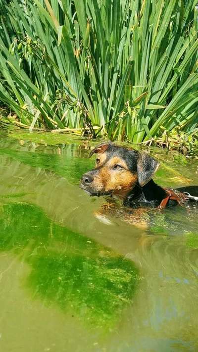 Fotowettbewerb: Wasserratte-Beitrag-Bild