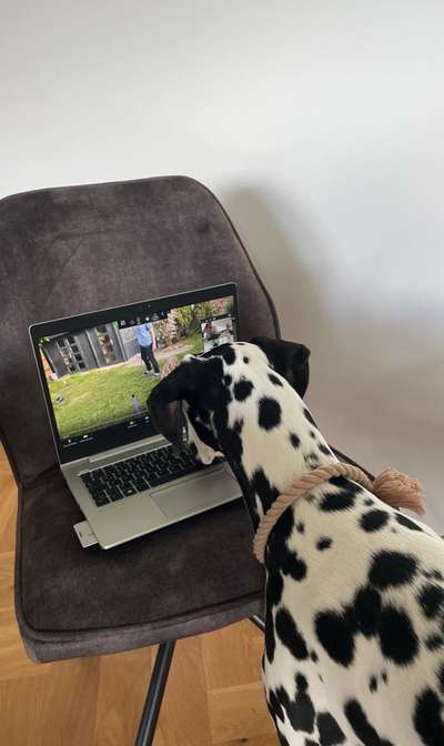 Hundeführerschein - Praxisteil-Beitrag-Bild