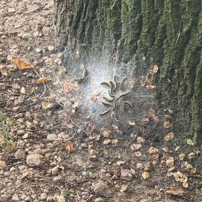 Giftköder-Eichenprozessionsspinner-Bild