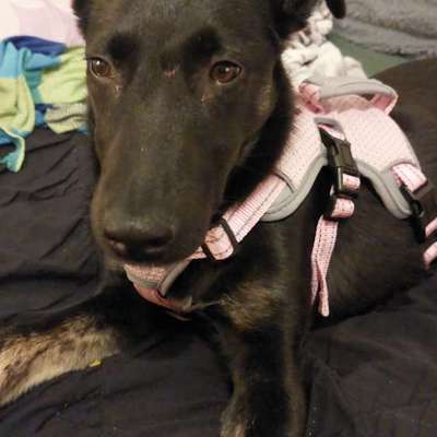 Hundetreffen-Gassirunde in grünau-Bild